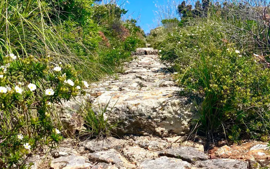 Upupa di Ponza – Katharina Herta Urach