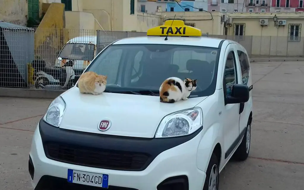Taxi Peppe